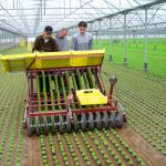 Feldsalatpflanzung